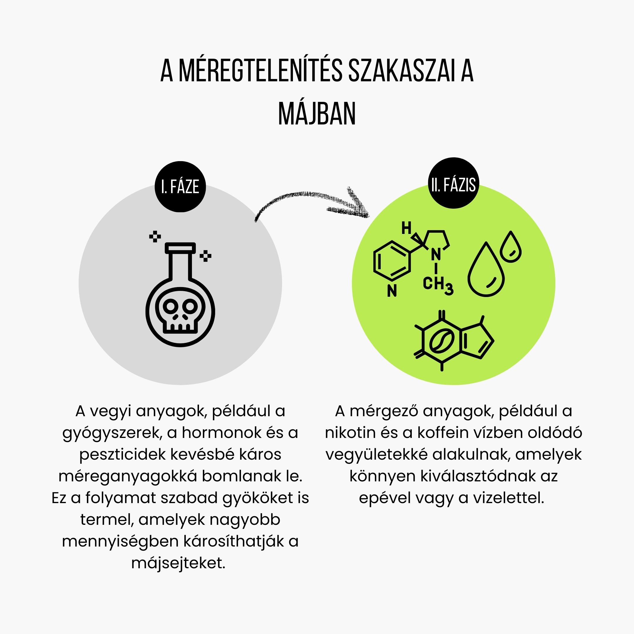 (Maďarština) Fáze detoxikace v játrech